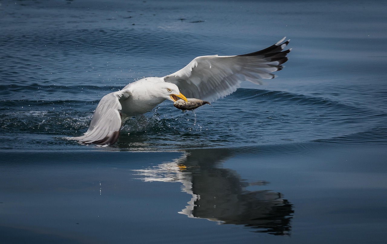 Seagull - free online jigsaw puzzle photo