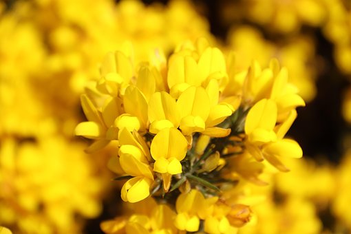 Free Flowers Petals photo and picture