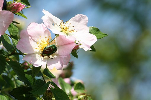 Free Flower Garden photo and picture