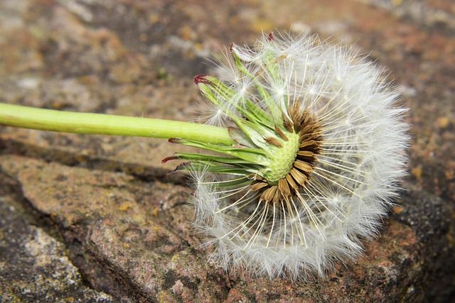 Dandelion, Wiese, Dandelion Meadow