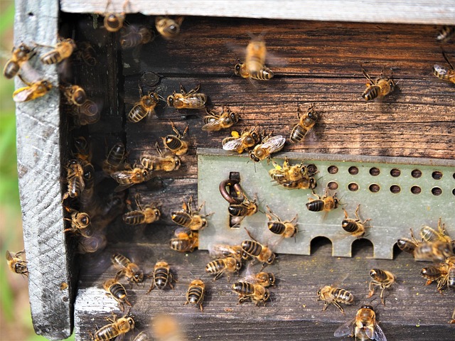 Free Bees Hive photo and picture