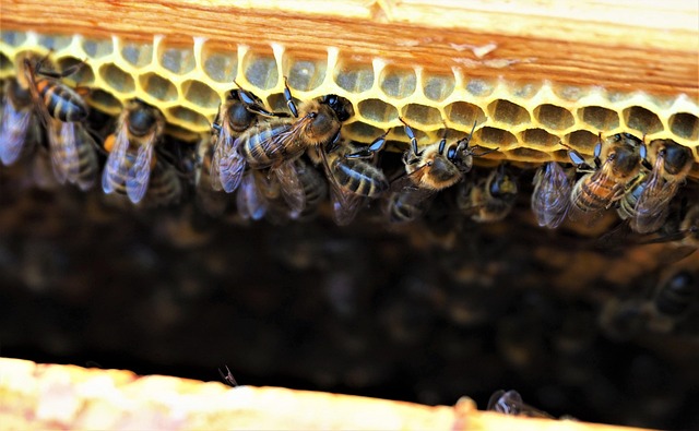 Free Bees Hive photo and picture