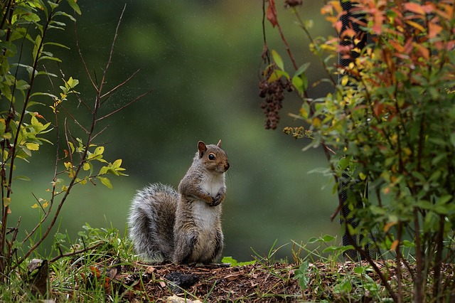 Free Rainning Squirl photo and picture