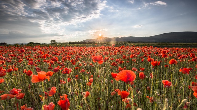 Free Poppy Field Sunset photo and picture