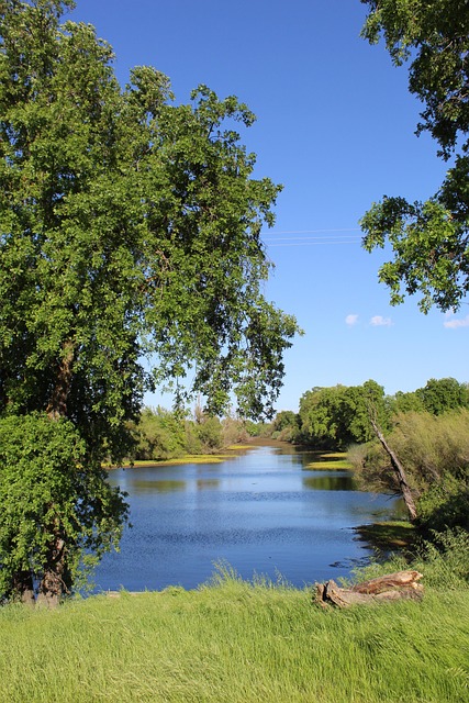 Wasser, Feder, Fluss, Grün, Pflanze