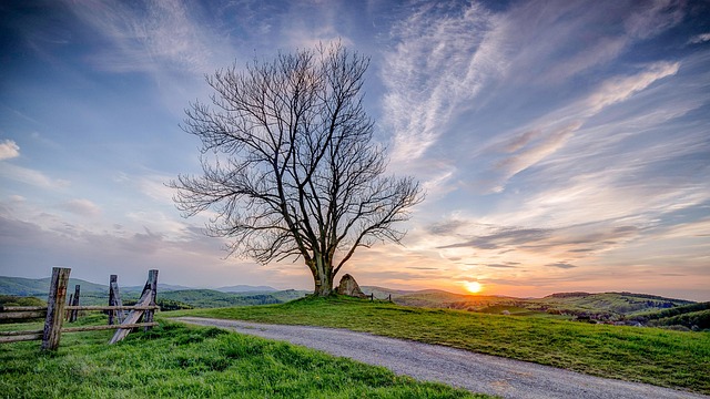 Free Tree Sunset photo and picture