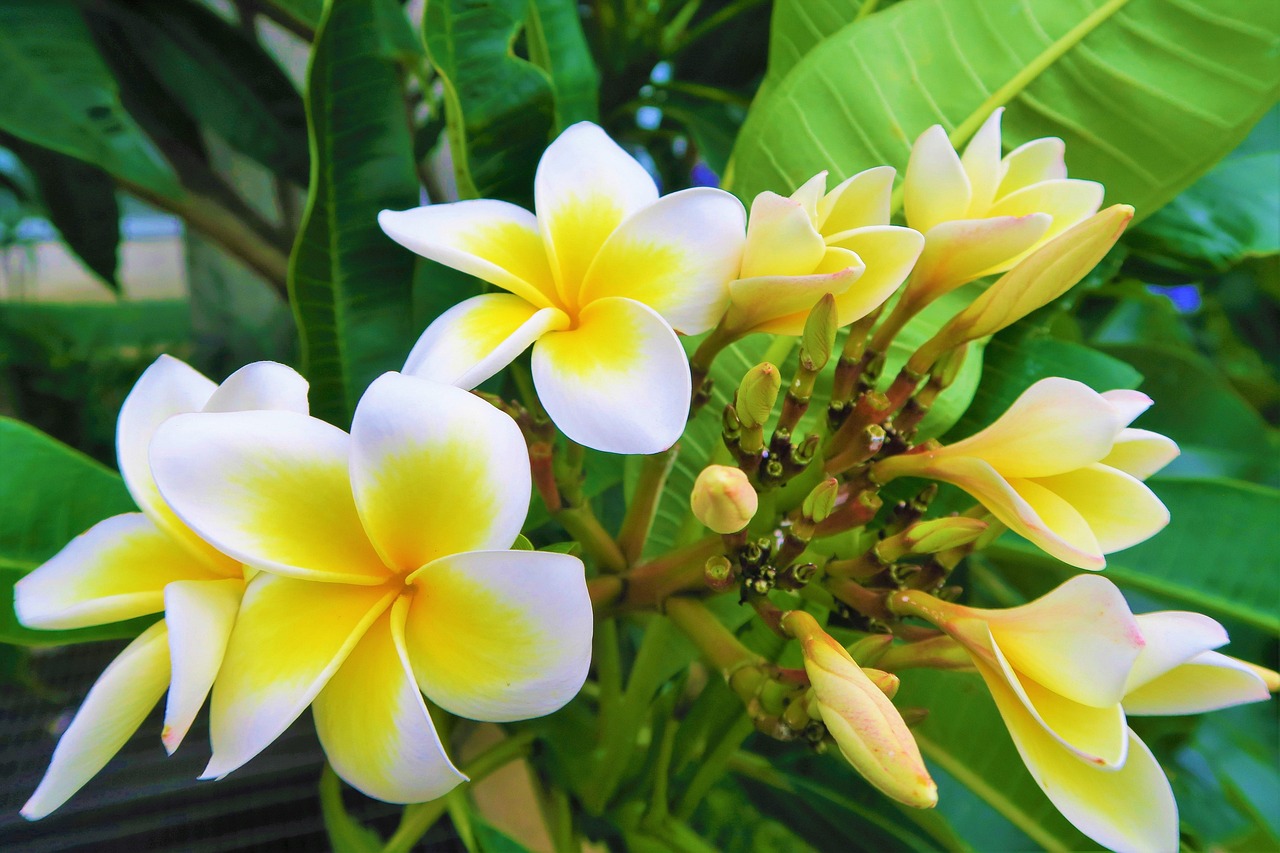 flower-4143831_1280.jpg