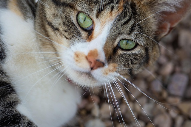 Kat, Dyr, Kæledyr, Øjne, Pels, Natur