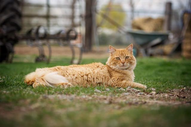 Kat, Dyr, Kæledyr, Pels, Portræt, Natur