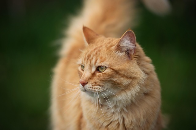 Kat, Dyr, Kitty, Sød, Pels, Kæledyr
