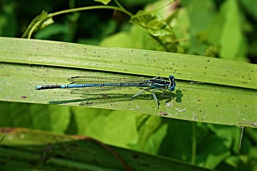 Free Dragonfly Insect photo and picture