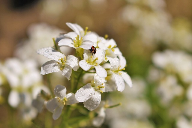 Free Flower Insect photo and picture
