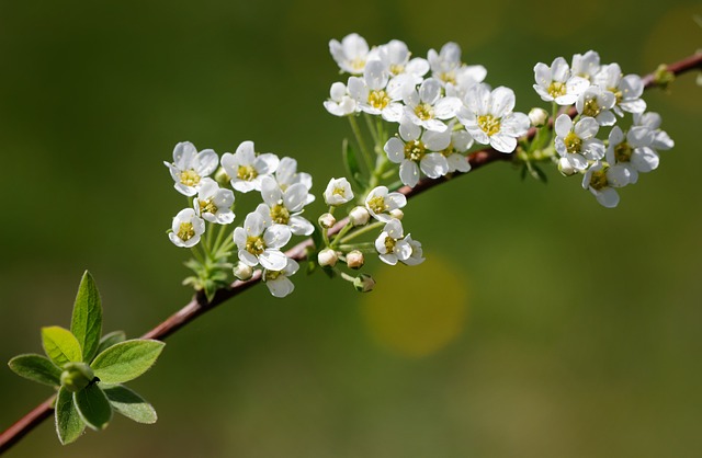 Free Flower Spring photo and picture