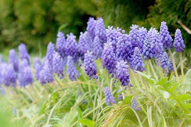 Free Flowers Flower Background photo and picture