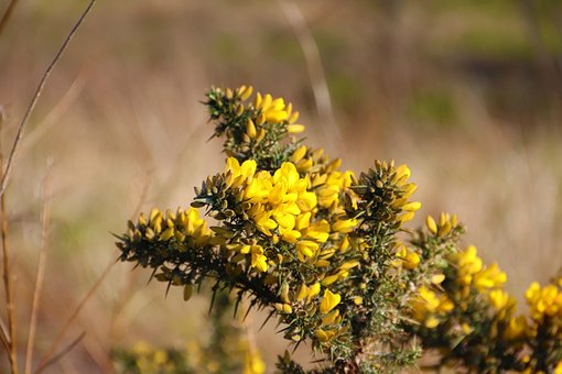 Free Flower Bush photo and picture