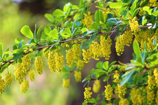 Free Spring Flower photo and picture