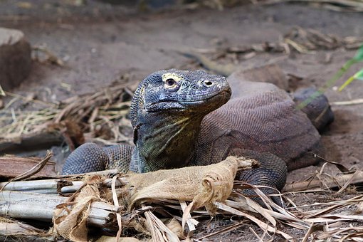 Free Lizard Nature photo and picture