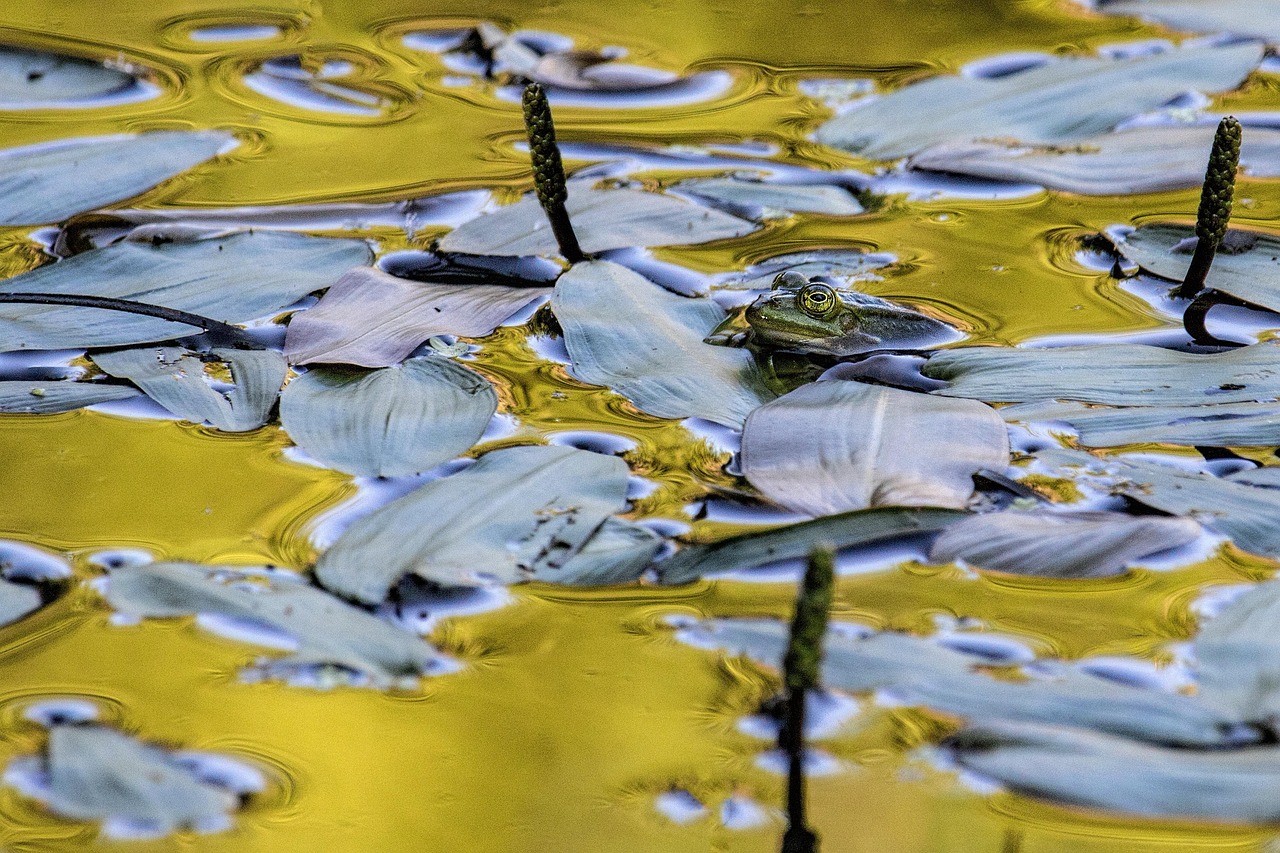 Frog - free online jigsaw puzzle photo
