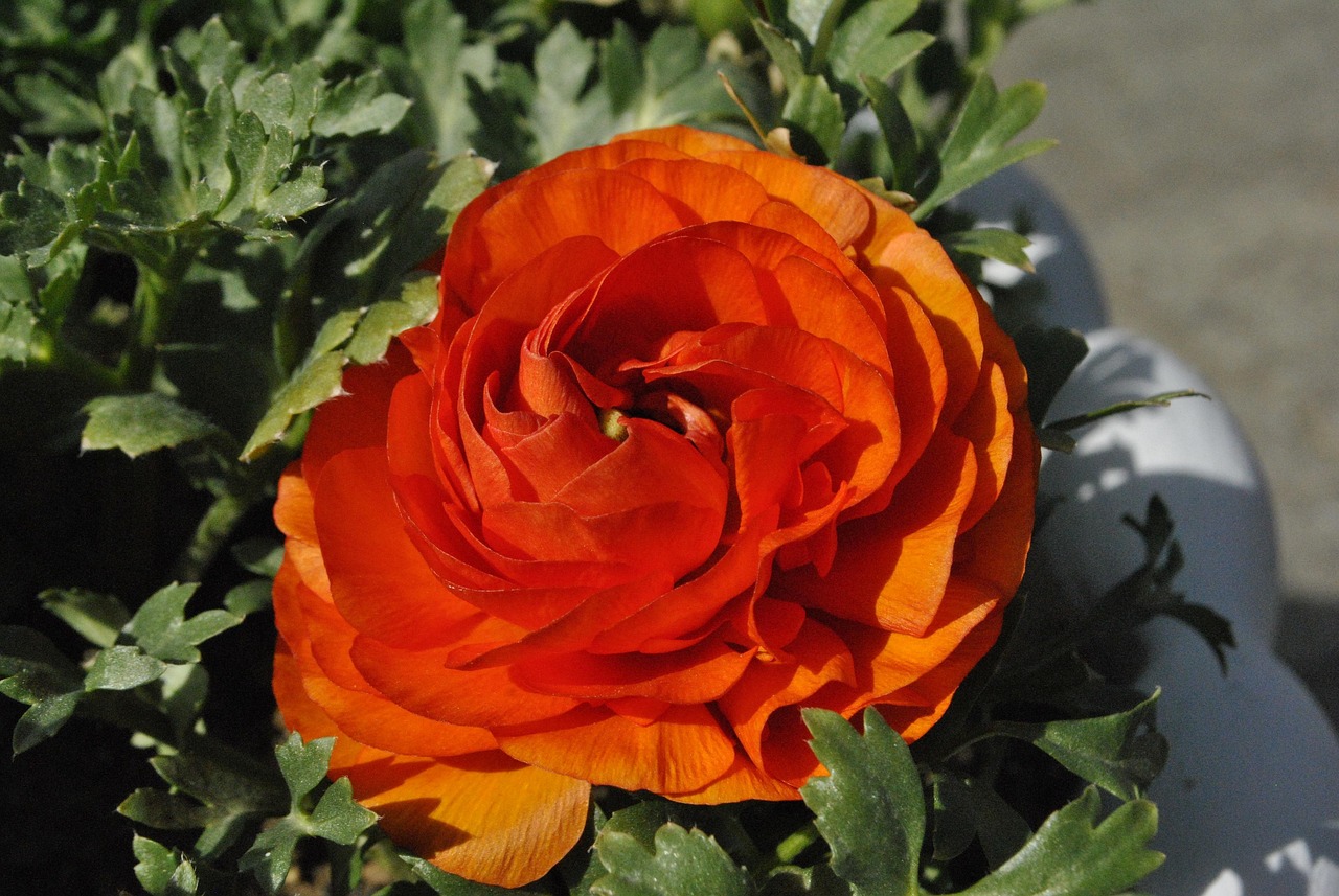 Red Flower - Free photo on Pixabay - Pixabay
