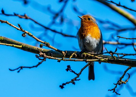 Robin, Vår, Fugl, Sangfugl, Natur