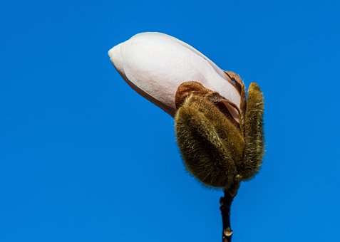 Magnolia, Magnolia -Familien, Blomstrer