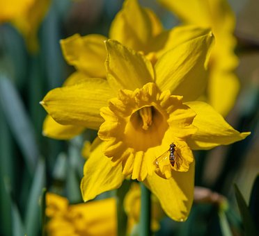 Påskeklokke, Blomst, Påskelilje, Blossom
