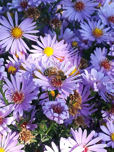 flowers, flower background, bee, beautiful flowers, flower wallpaper, nature, asters, bee on flower
