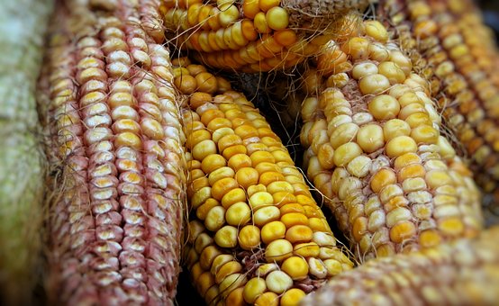 Maíz, Comida, Planta, Agricultura