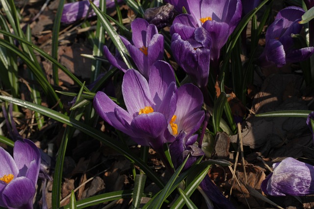 Free Nature Park photo and picture