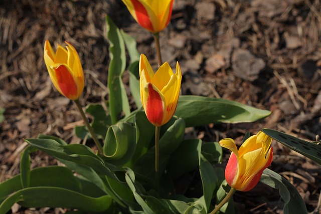 Free Flowers Tulips photo and picture