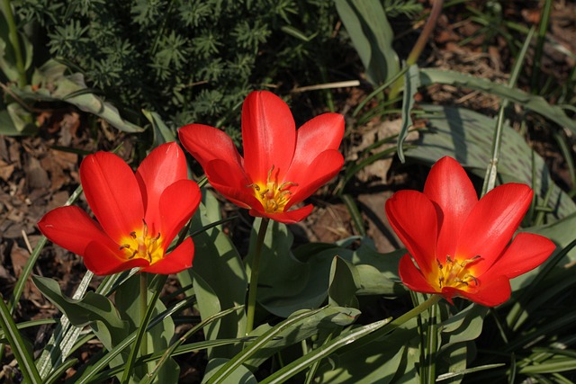 Free Tulip Spring photo and picture