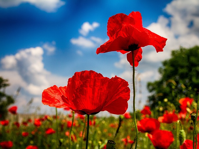 Amapola, Naturaleza, Paisaje, Rojo, Flor