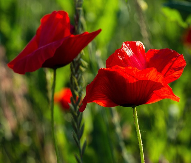 Amapola, Paisaje, Prado, Rojo, Flor