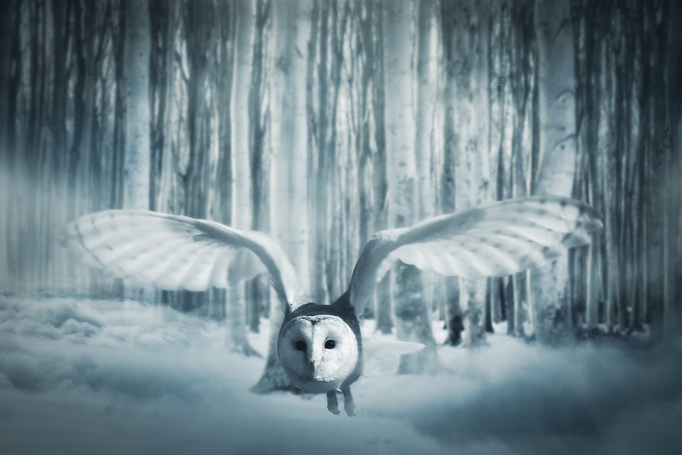 Free photos of Owl