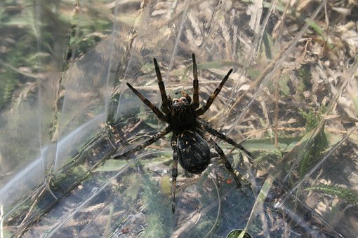 Free Spider Meadow photo and picture