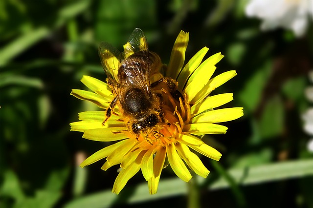 Free Bee Honey Bee photo and picture