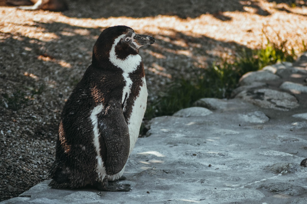 manchot-animal-oiseau-la-photo-gratuite-sur-pixabay-pixabay