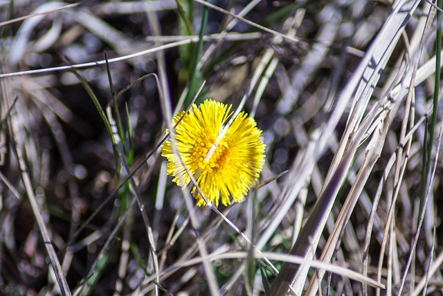 Free Colt'S-Foot Tussilago Farfara photo and picture
