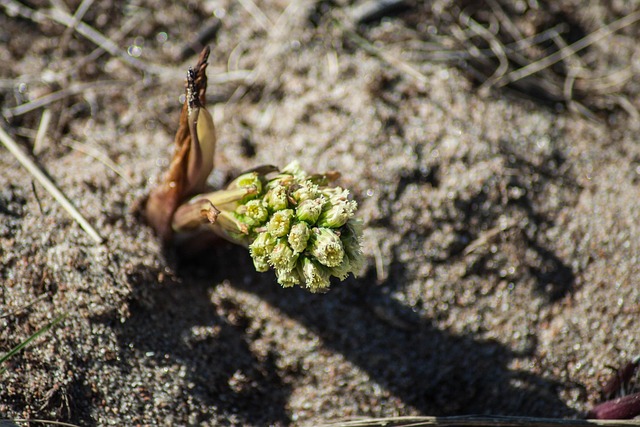 Free Petasites Spurius Flower photo and picture