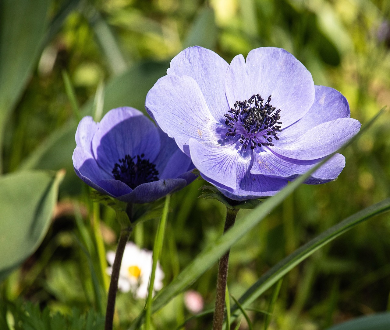 Anemon Blomma Prydnadsv xt Gratis Foto P Pixabay Pixabay Anemon Blomma Prydnadsv xt Gratis Foto P Pixabay Pixabay