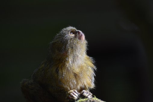 Free Pygmy Marmoset photo and picture