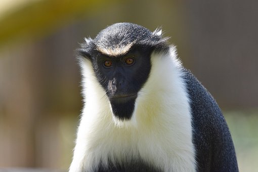 Free Monkey Diana photo and picture
