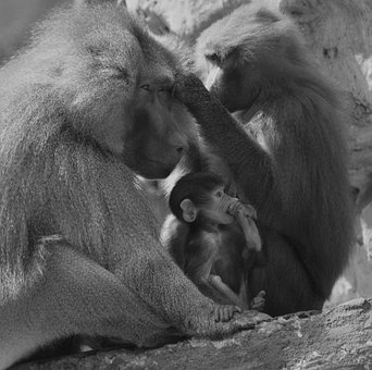 Free Baboon Monkey photo and picture