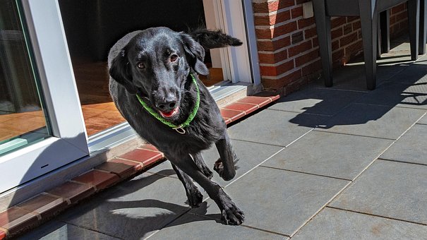 Free Dog Dynamics photo and picture