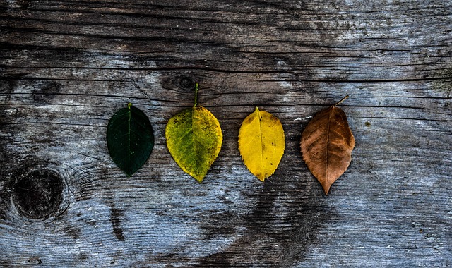 Free Leaves Art photo and picture