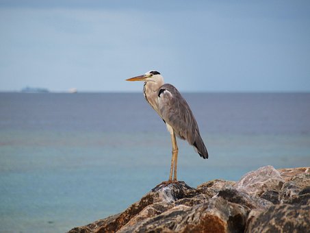 Free Grey Heron Heron photo and picture