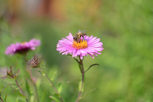 Free Flower Nature photo and picture