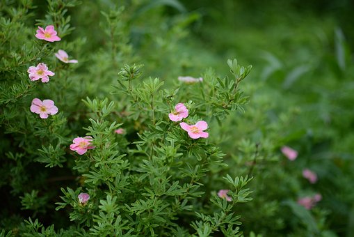 Free Flower Nature photo and picture