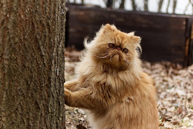 persians, persian cat, domestic animal, cat, animal, cat portrait, puss, domestic cat, persian, cute, kitten, nature, pet, attentive, red