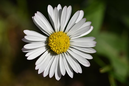 Free Daisy Flower photo and picture